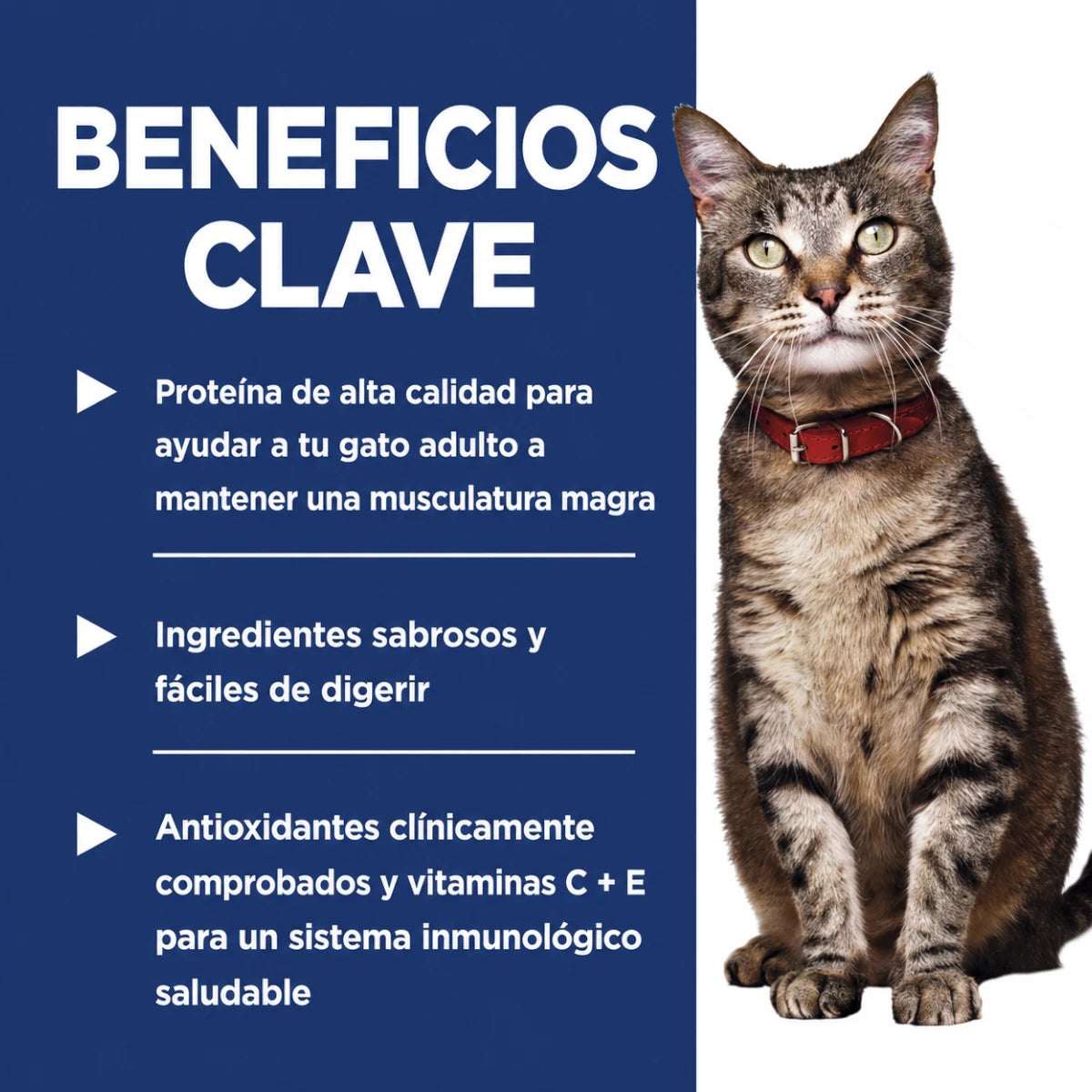 Infografía de la marca Hill's que destaca los beneficios clave: proteína de alta calidad para músculos magros, ingredientes fáciles de digerir y antioxidantes para el sistema inmune.