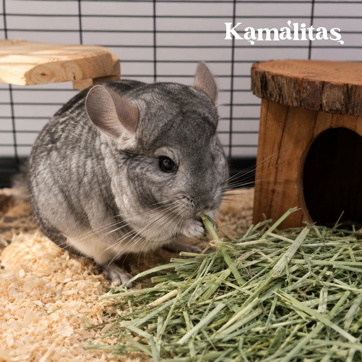 Chinchilla gris en su hábitat consumiendo heno de pasto Timothy premium para estimular su digestión y comportamiento natural de búsqueda.