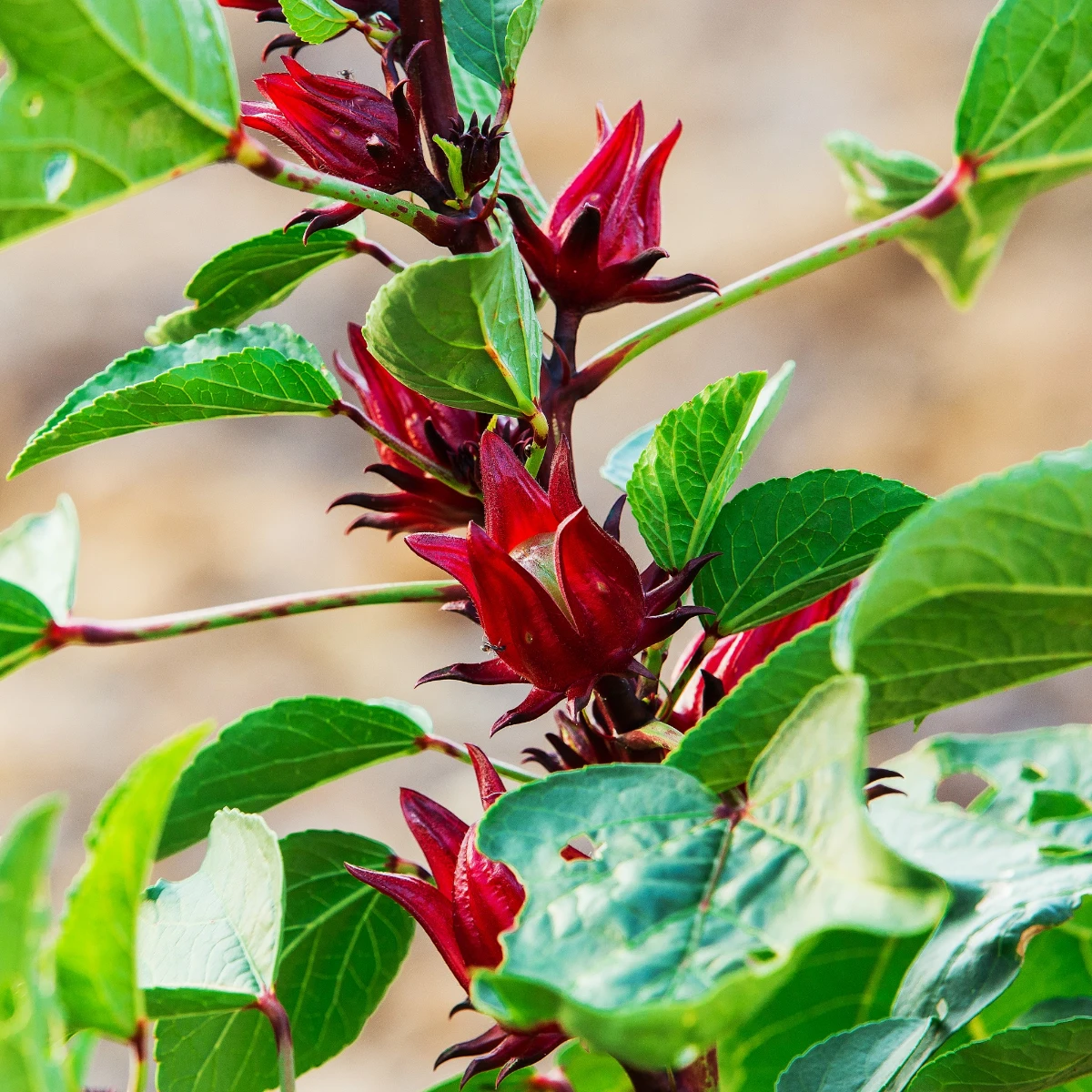 Arbusto de Jamaica con cálices rojos listos para la cosecha en un huerto soleado.