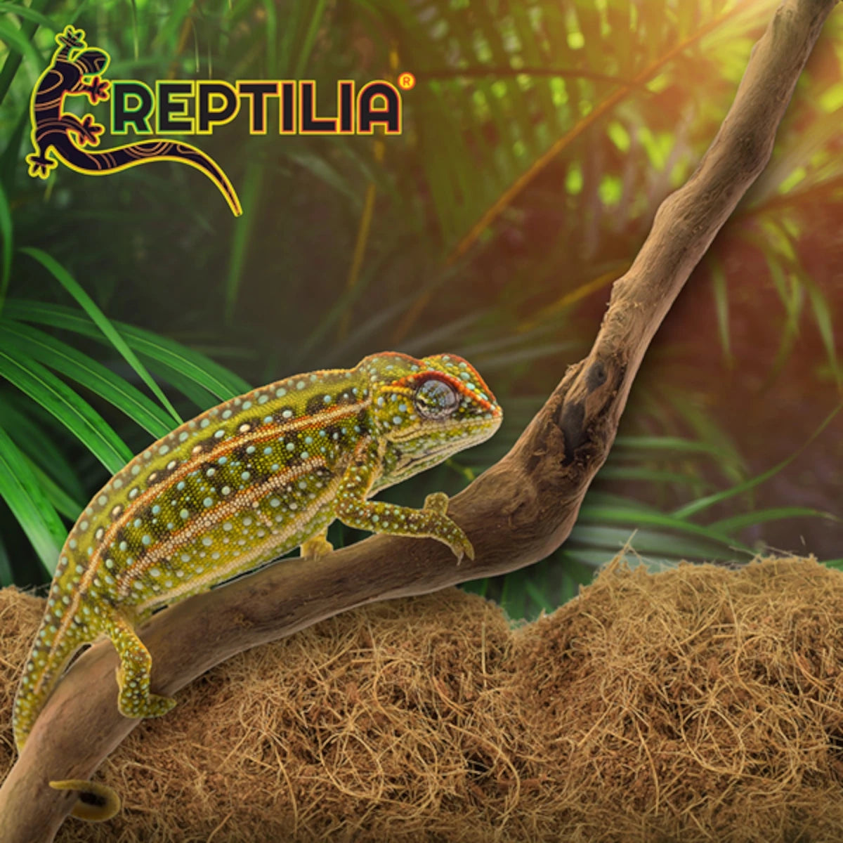 Terrario tropical decorado con sustrato de coco Reptilia, ideal para mantener la humedad y permitir que los animales excaven.