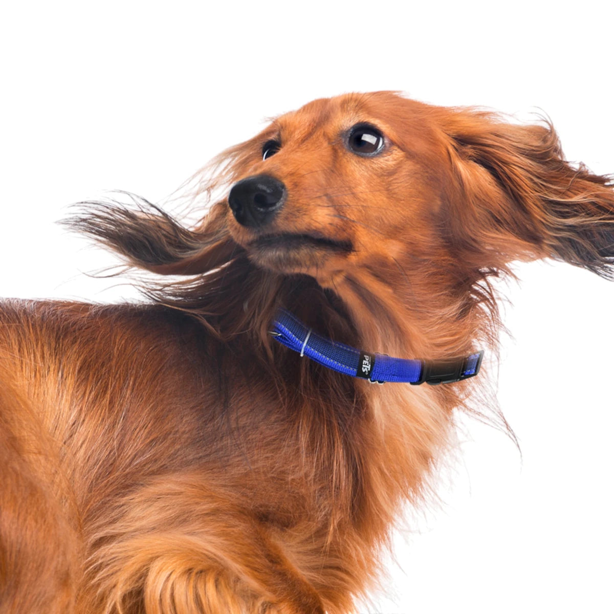 Perro usando el collar azul reflejante de Fancy Pets, demostrando el ajuste cómodo y la alta visibilidad del color.
