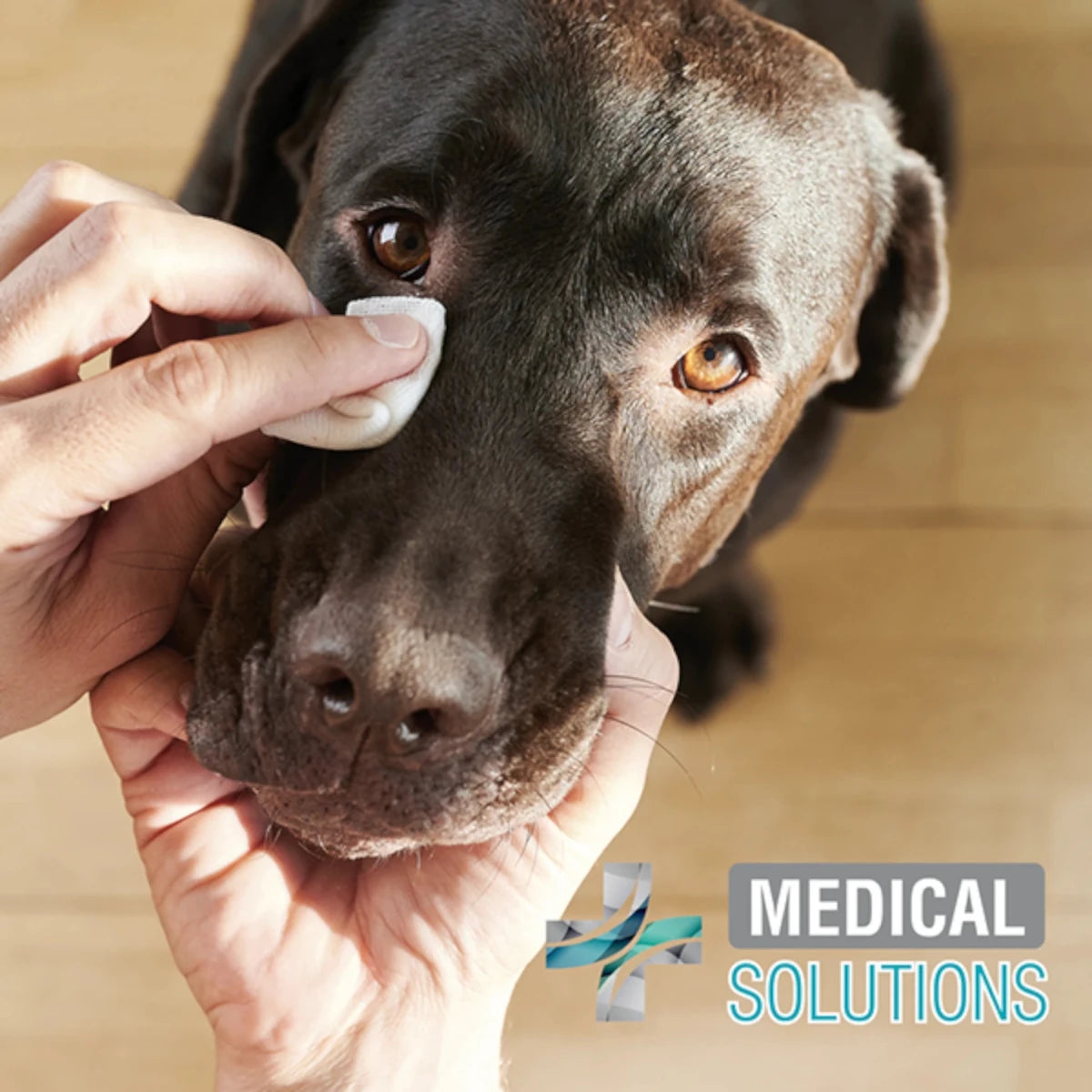 Persona limpiando con suavidad los ojos de un perro con toallitas especiales para eliminar manchas de lagrimal y mejorar su bienestar