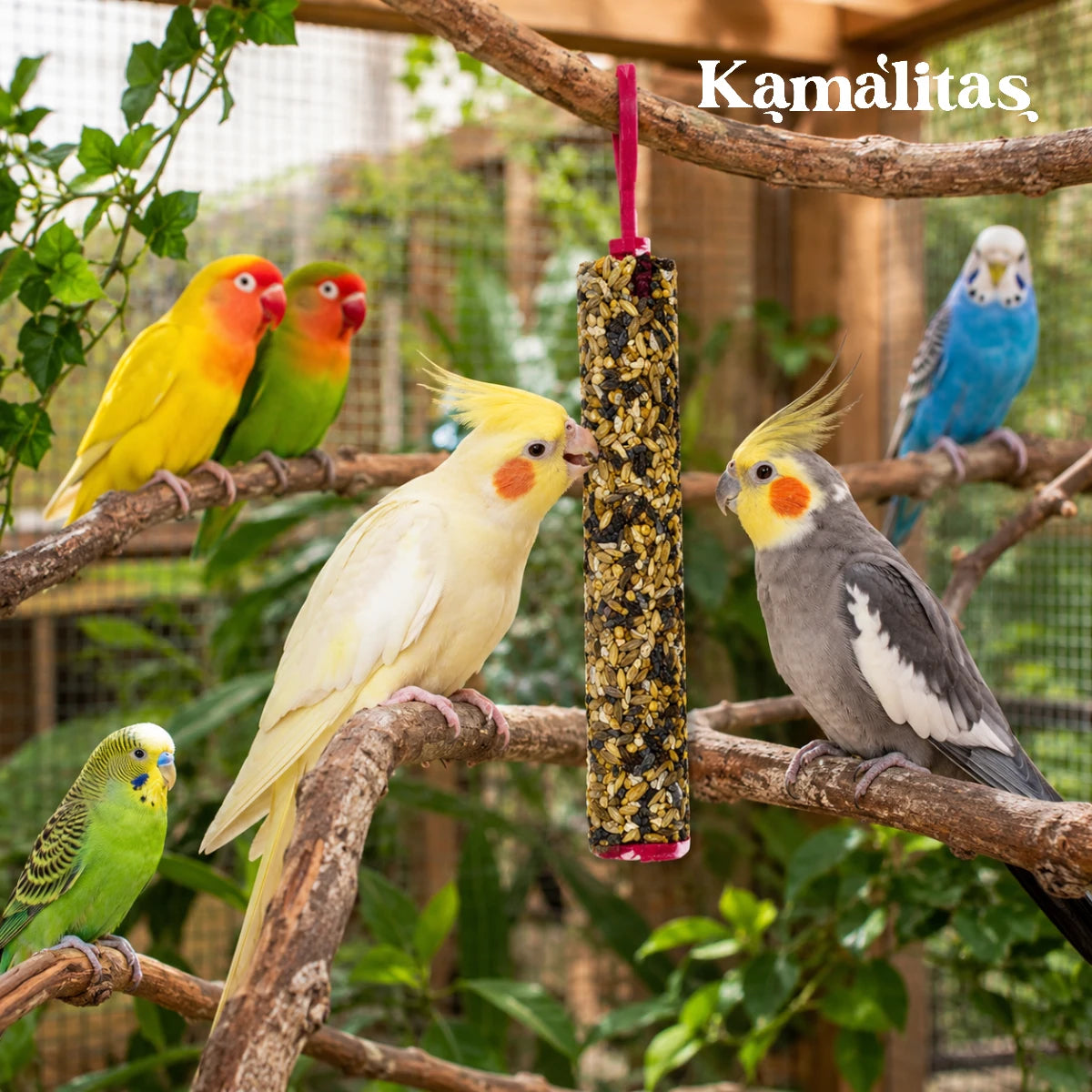 Aves ornamentales en aviario comiendo una barrita RedKite con mezcla de semillas, apta para loritos, ninfas, agapornis y periquitos australianos.