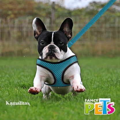 Perro bulldog frances pequeño usando arnes sportie