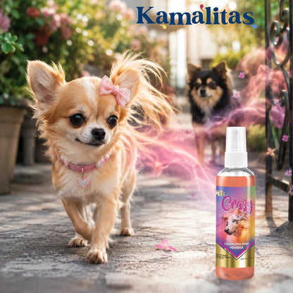 Perra chihuahua caminando con actitud dulce y juguetona después de usar Colonia Crazy Fancy Pets, fragancia floral y frutal para perras hembra.