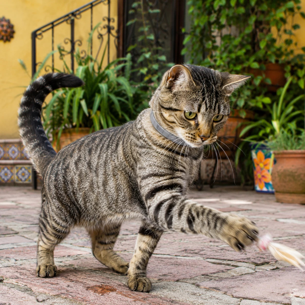 Gato jugando en el patio de una casa usando el collar Seresto de Elanco, que ayuda a proteger contra pulgas, garrapatas y piojos.