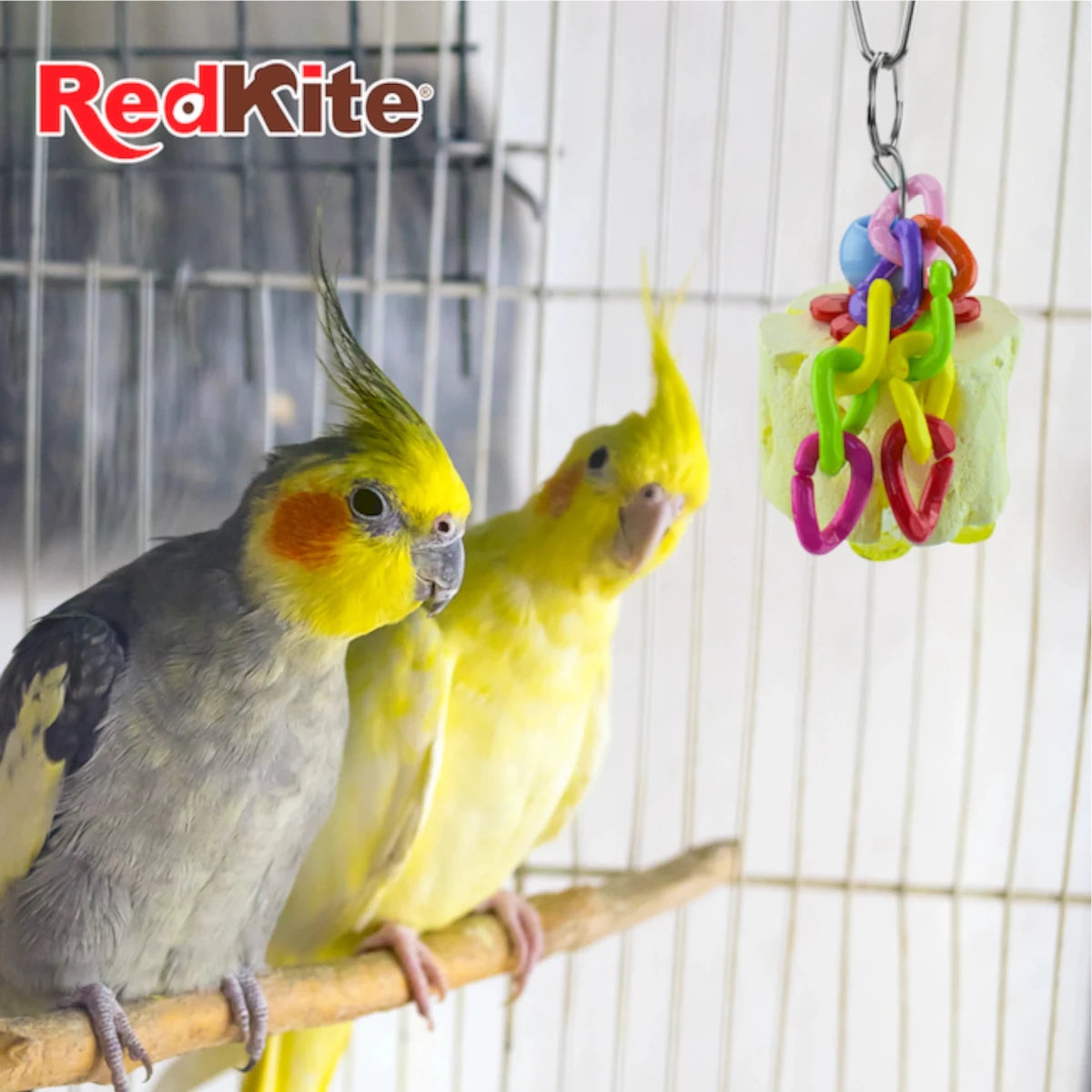 Ninfas jugando con juguete colgante con calcio RedKite dentro de su jaula, promueve diversión y desgaste natural del pico.