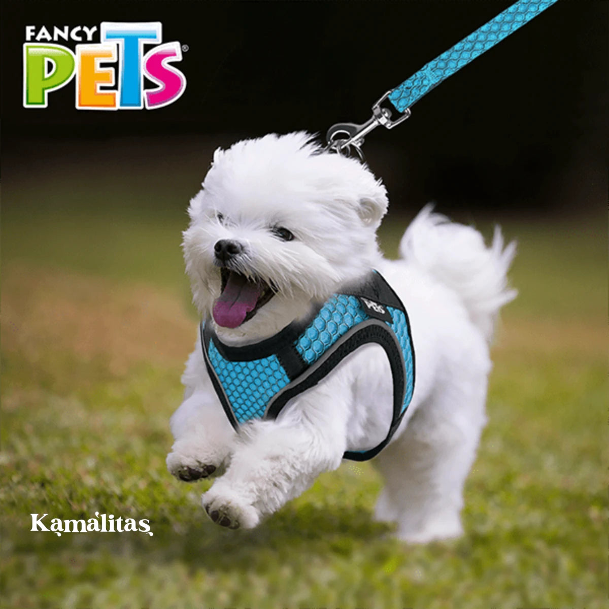 Perro cachorro paseando mientas usa el arnés Sportie de Fancy Pets, azul aqua.