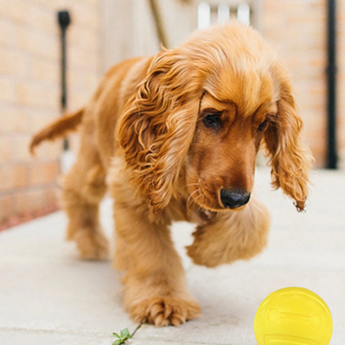 Perro interactuando con pelota con aroma a mango, juguete sensorial para perros activos fancy pets