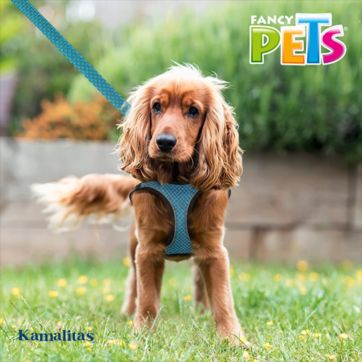 Perro cocker usando arnés sportie en color azul aqua.