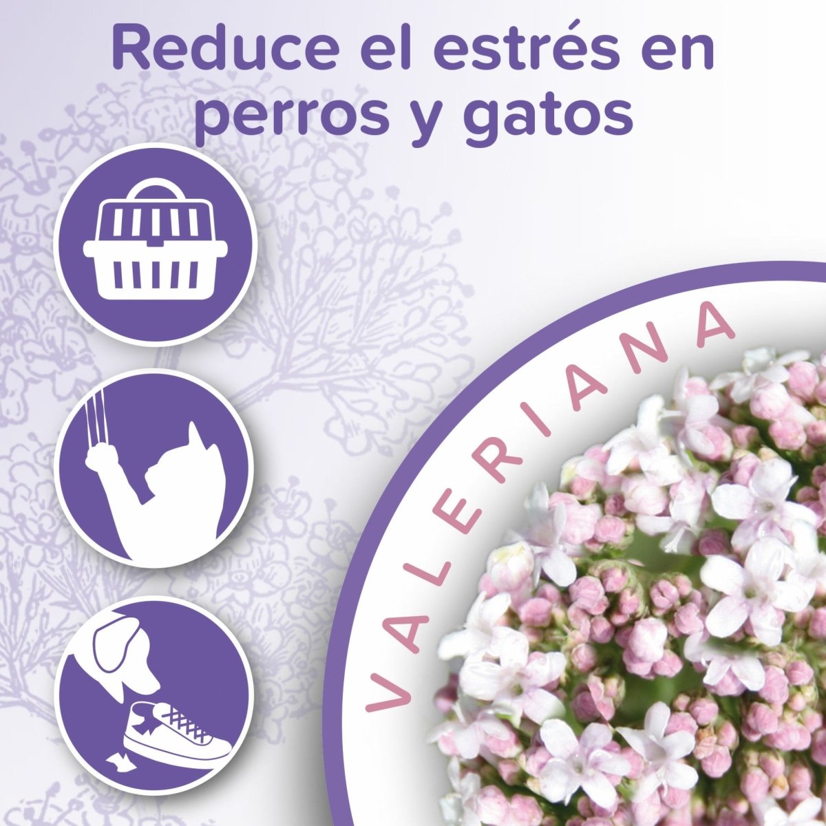 eneficios del Spray Calmante Beaphar: calma el estrés, evita mordidas, arañazos y facilita los viajes.