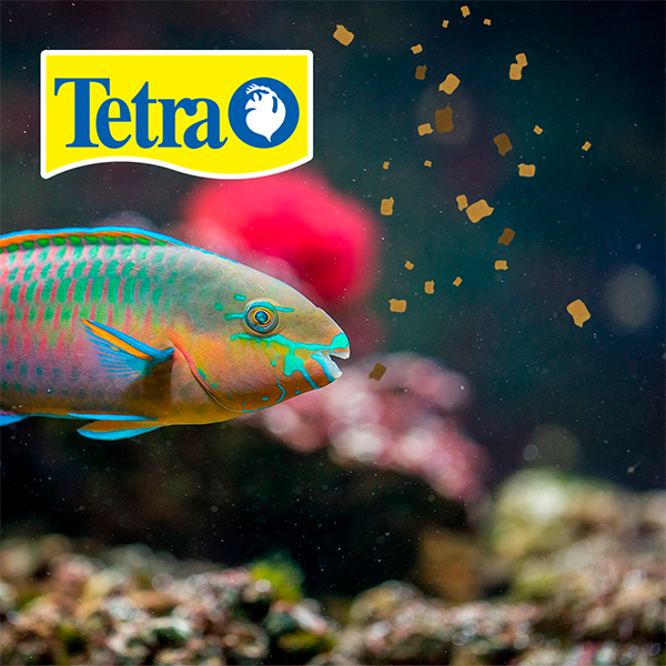 Hojuelas para peces tropicales Tetramin