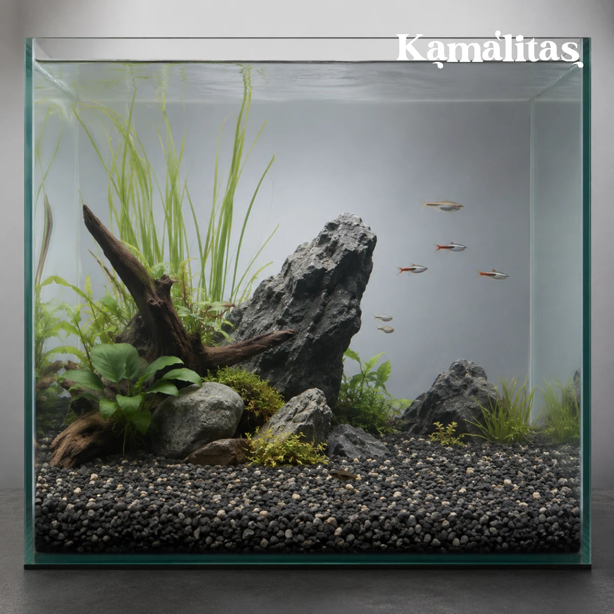 Acuario iluminado con peces pequeños, plantas altas y base de grava natural gris oxford, en Kamalitas.