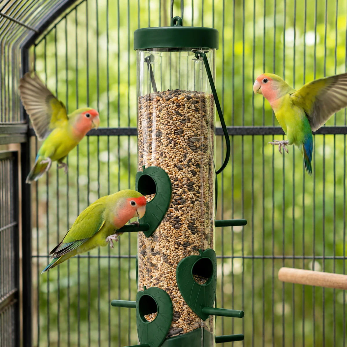Tres aves exóticas de color verde y rosa volando y alimentándose del comedero cilíndrico transparente Redkite lleno de semillas, en Kamalitas.