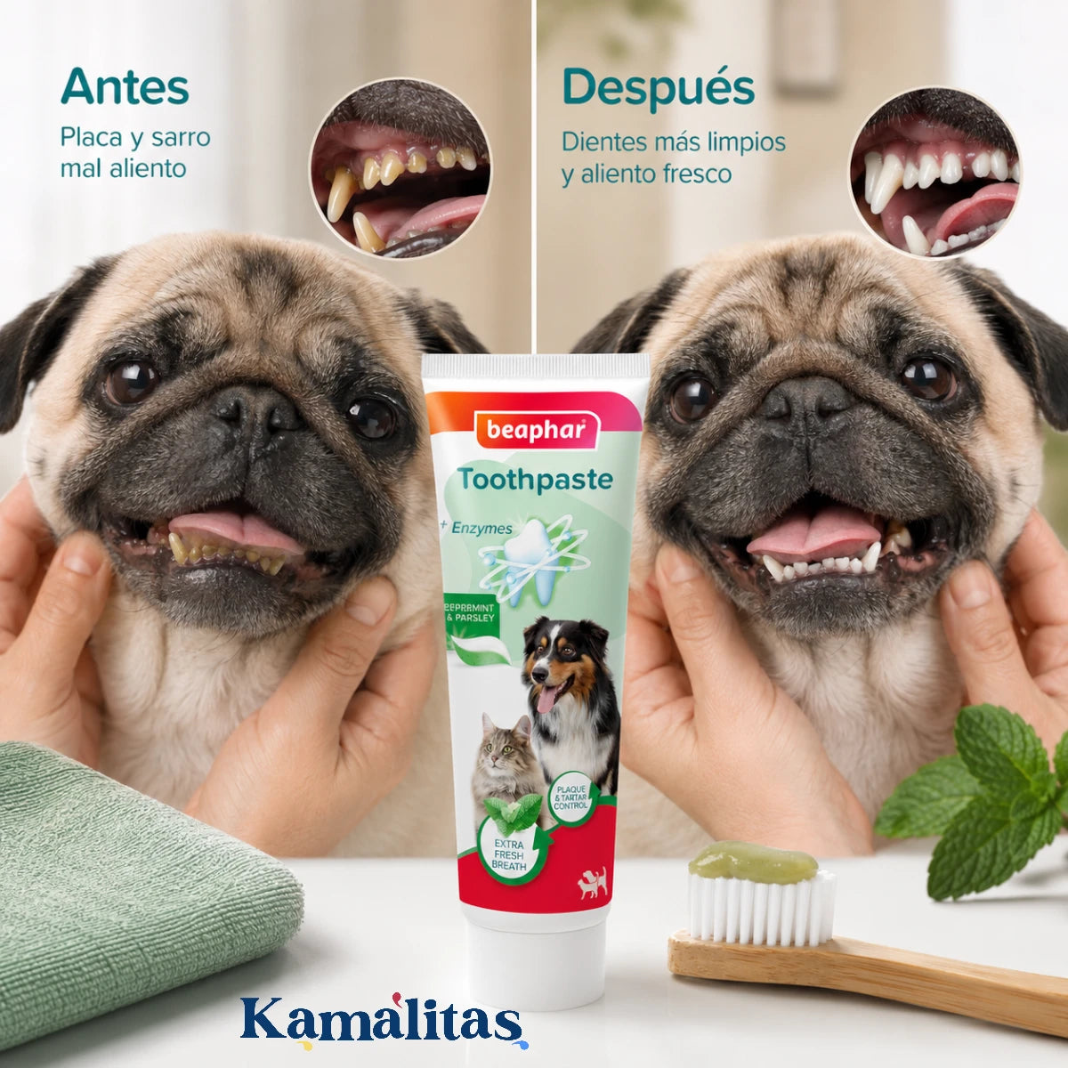 Comparativa de antes y después en los dientes de un perro pug mostrando la eliminación de placa y sarro gracias a la pasta Beaphar.