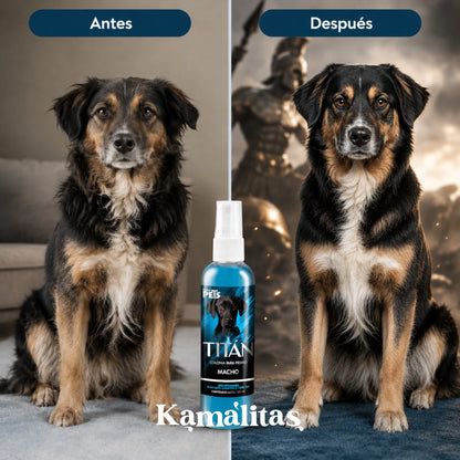 Comparativa de un perro Pastor de pelo largo antes de su arreglo frente a su versión después con fondo de guerrero mitológico, reflejando el carácter imponente de la fragancia Titán, en Kamalitas.