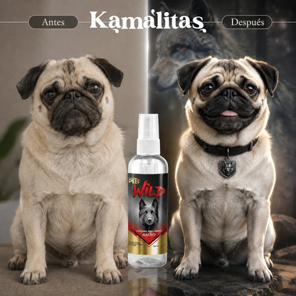 Comparativa de un tierno perro Pug antes de su baño frente a su versión después luciendo un collar elegante, representando el toque salvaje y fresco de la fragancia Wild, en Kamalitas.