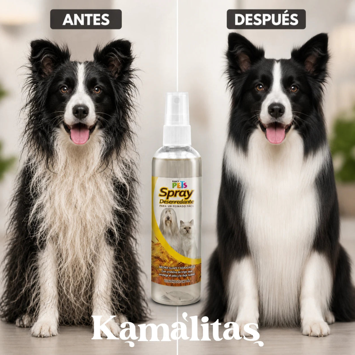 Imagen comparativa del antes y después de un perro Border Collie usando el spray desenredante Fancy Pets, mostrando el cambio radical de un pelo alborotado a un manto completamente liso y brillante, en Kamalitas.