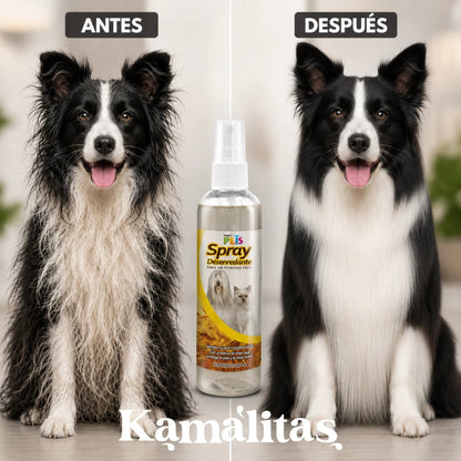 Imagen comparativa del antes y después de un perro Border Collie usando el spray desenredante Fancy Pets, mostrando el cambio radical de un pelo alborotado a un manto completamente liso y brillante, en Kamalitas.