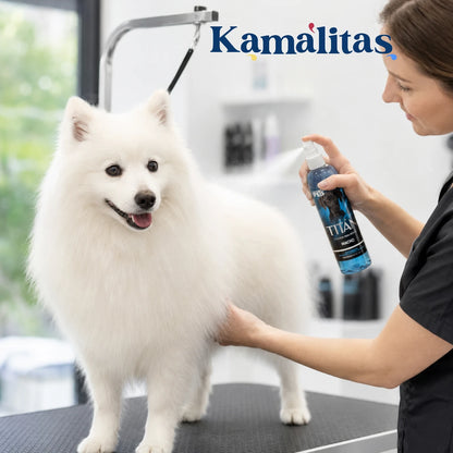 Estilista aplicando la colonia en spray Titán sobre el esponjoso pelaje blanco de un perro Spitz Japonés durante un acabado profesional de estética perruna, en Kamalitas.
