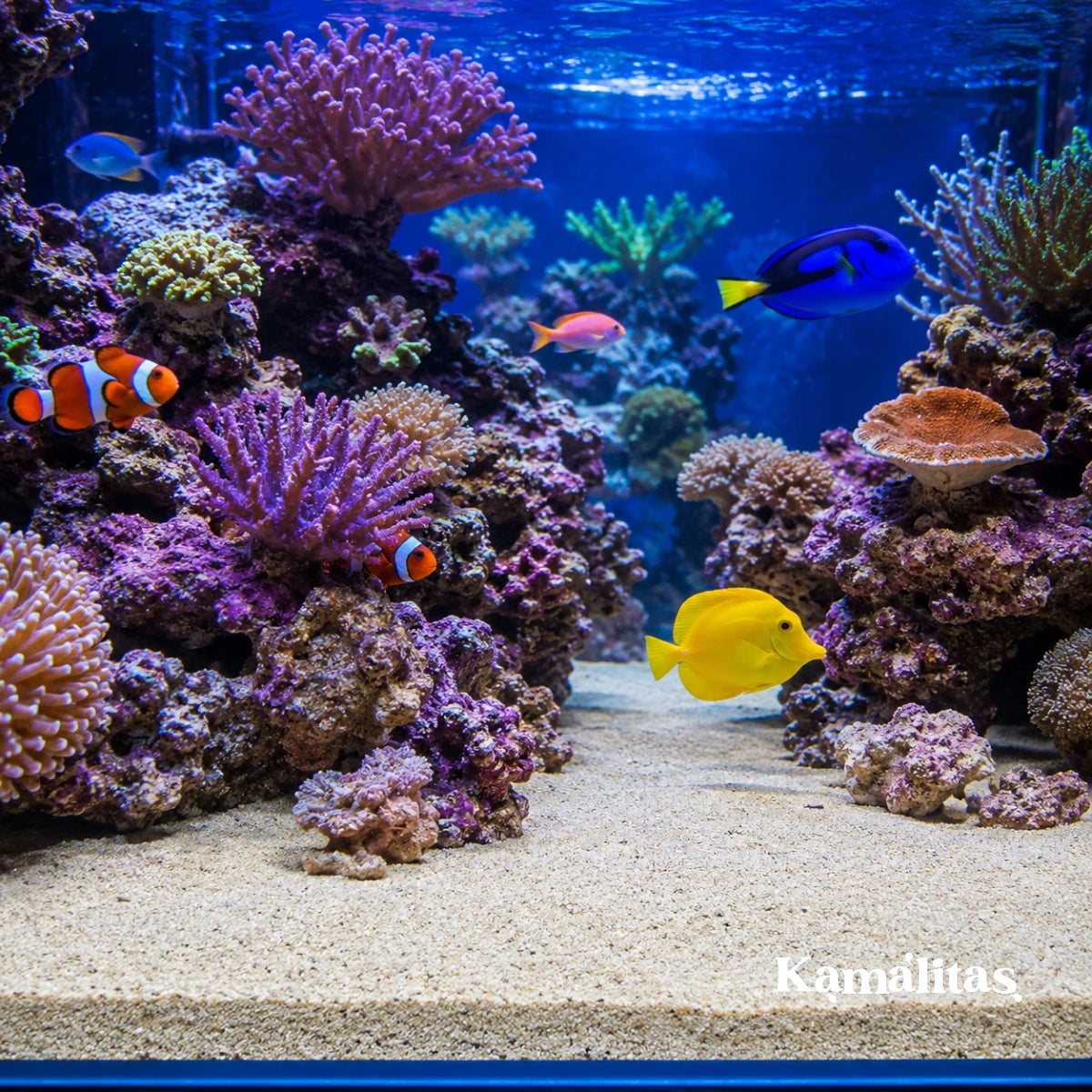Arena sílica en acuario marino con peces y corales, sustrato decorativo de grano fino para crear una base natural y elegante, disponible en Kamalitas.