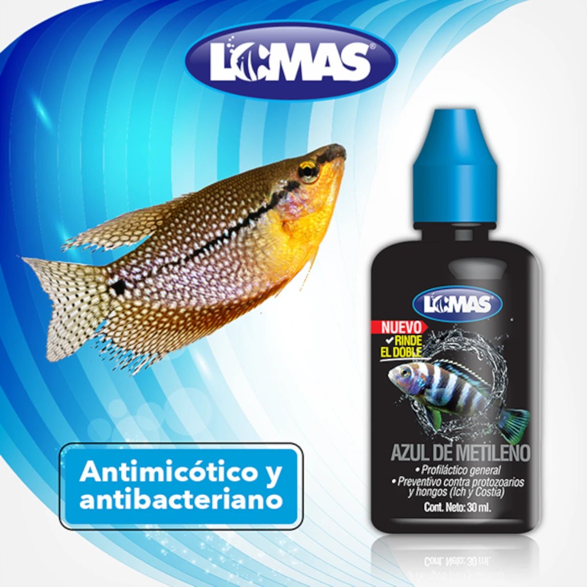 Imagen de un pez Cíclido cuidando una puesta de huevos, indicando que el Azul de Metileno previene la contaminación por hongos en los huevos de peces.