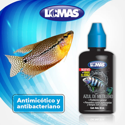 Imagen de un pez Cíclido cuidando una puesta de huevos, indicando que el Azul de Metileno previene la contaminación por hongos en los huevos de peces.