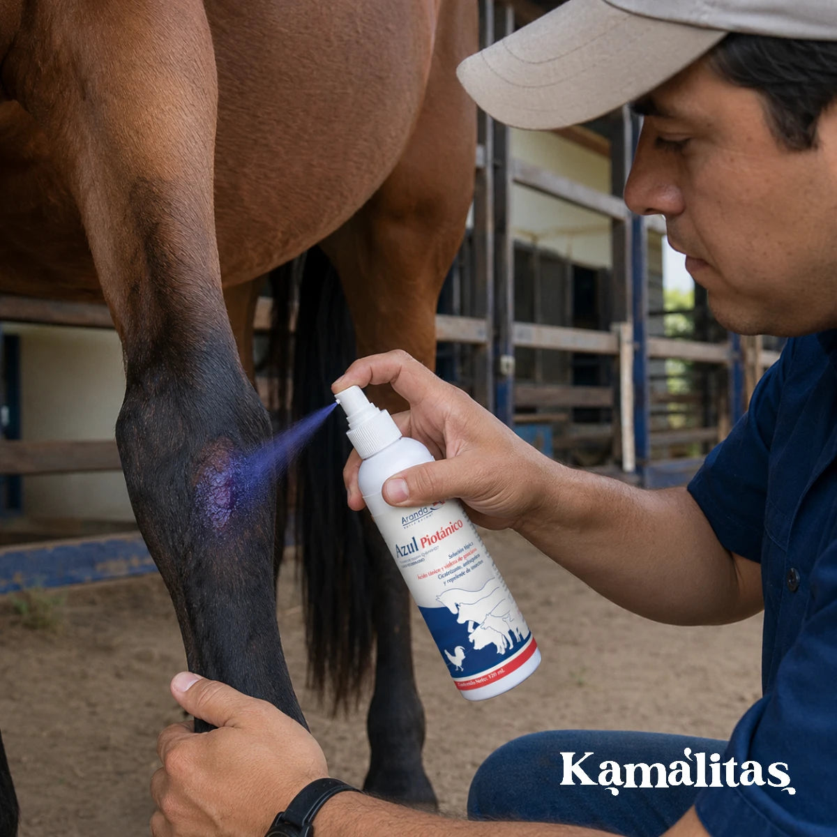Aplicación en spray de Azul Piotánico de Aranda en la herida de la pata de un caballo alazán, mostrando el característico color morado antiséptico.