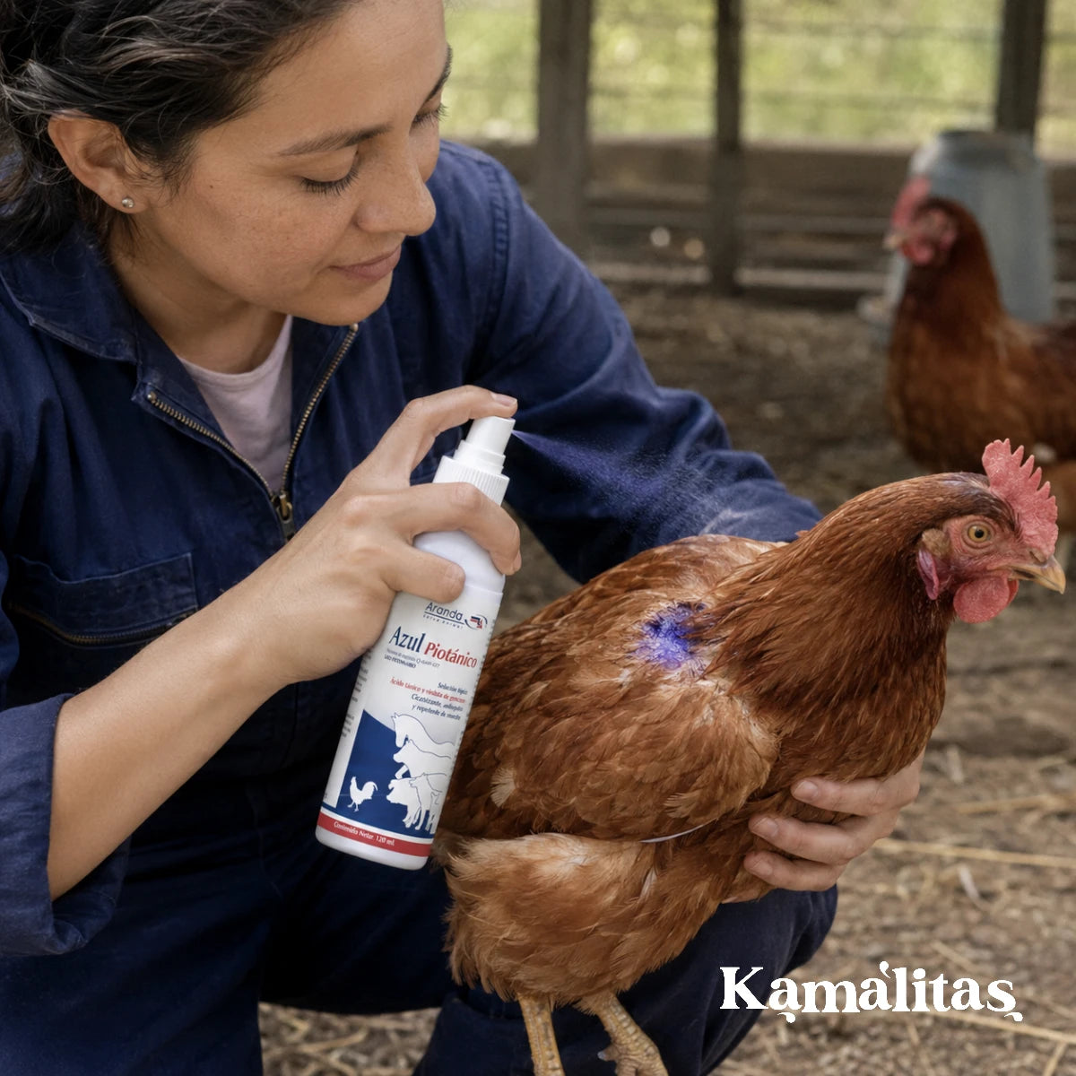 Una persona aplicando con cuidado Azul Piotánico en spray sobre una lesión en el lomo de una gallina marrón en el corral, demostrando su uso seguro en aves.