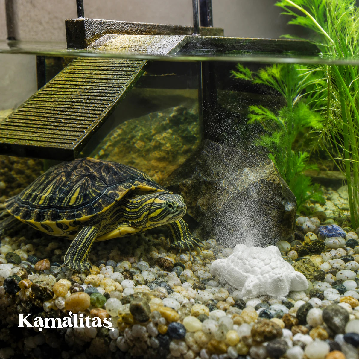 Bloque de Calcio para Tortugas con Vitamina A Acuario Lomas colocado dentro del hábitat acuático, diseñado para disolverse gradualmente sin ensuciar el agua ni afectar el filtro.