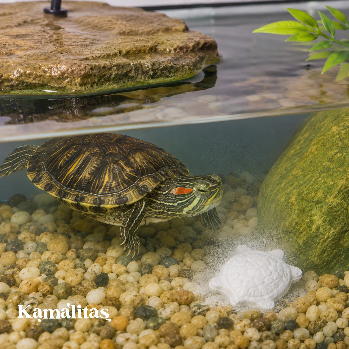 Tortuga acuática en acuario con bloque de Calcio para Tortugas con Vitamina A Acuario Lomas disolviéndose en el agua, ideal para aportar calcio y apoyar la salud del caparazón.