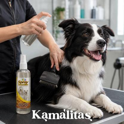 Estilista aplicando el spray desenredante sobre el pelaje negro y blanco de un perro mientras usa una carda profesional, facilitando el proceso de grooming sin tirones, en Kamalitas.