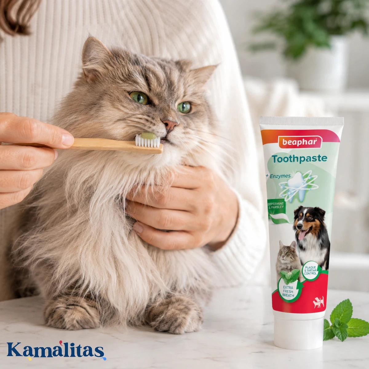 Tutor realizando la limpieza dental diaria a un gato de pelo largo utilizando la pasta enzimática Beaphar sabor menta y perejil.