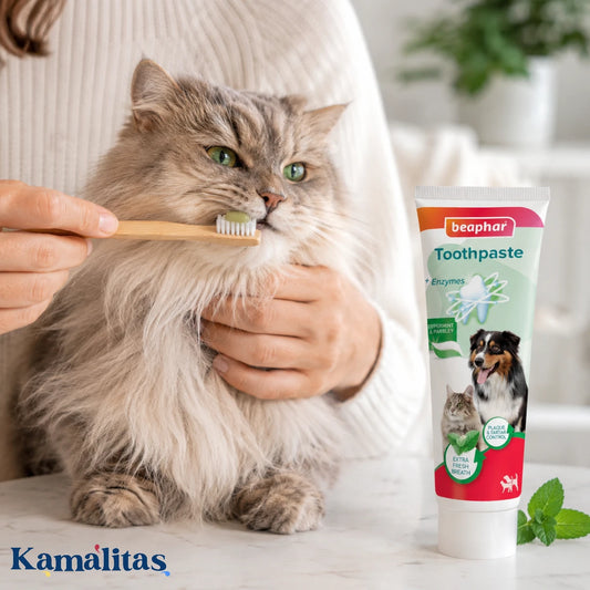 Tutor realizando la limpieza dental diaria a un gato de pelo largo utilizando la pasta enzimática Beaphar sabor menta y perejil.