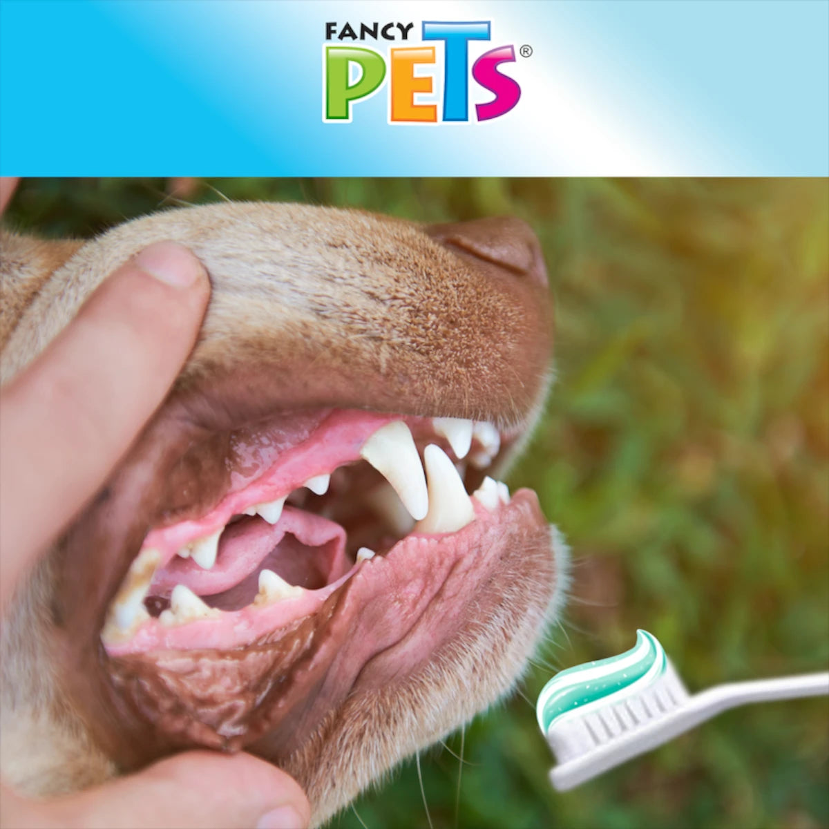 Acercamiento a la boca de un perro mostrando encías sanas durante la rutina de limpieza con el cepillo y la pasta dental comestible sabor hierbabuena de Fancy Pets, en Kamalitas.