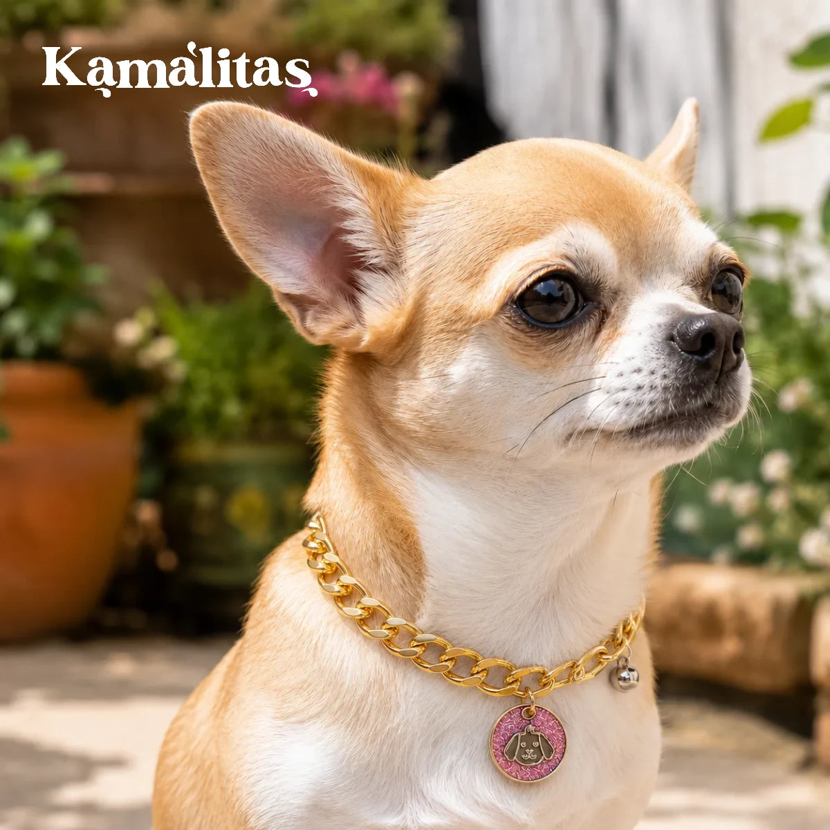 Chihuahua con collar dorado estilo cadena cubana, accesorio elegante para perros pequeños y gatos.