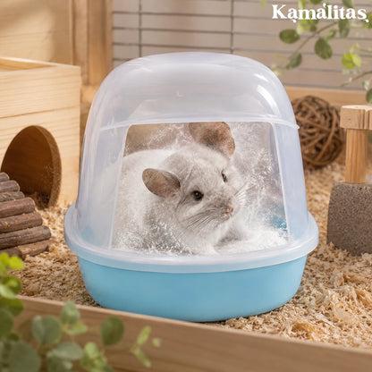 Pequeño mamífero chinchilla disfrutando de su baño de polvo natural dentro de su bañera para eliminar grasa, en Kamalitas