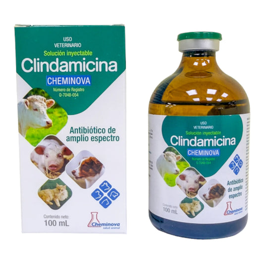 Caja y frasco ámpula de Clindamicina de Laboratorio Cheminova de 100 mL, solución antibiótica inyectable de amplio espectro para uso veterinario multiespecie.