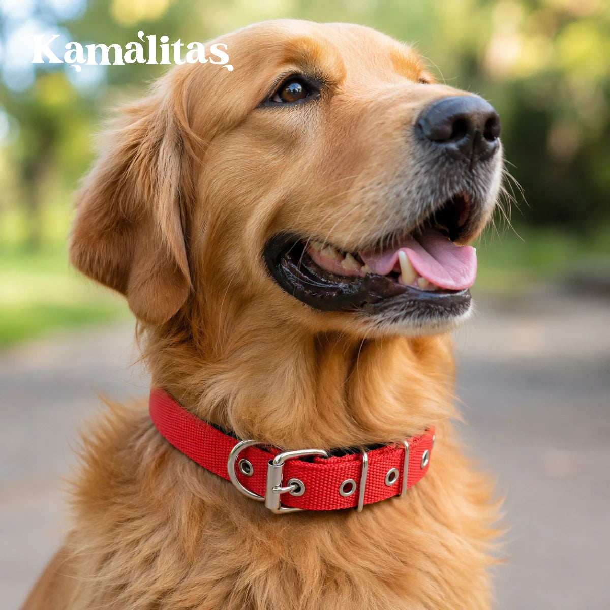 Perro usando collar reforzado para paseo en exterior, con diseño resistente de lona y ajuste cómodo para uso diario