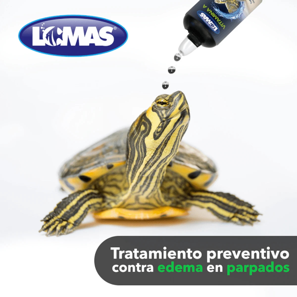 Demostración en primer plano de cómo aplicar las gotas de vitamina A directamente en el ojo de una tortuga, en Kamalitas.