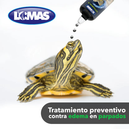 Demostración en primer plano de cómo aplicar las gotas de vitamina A directamente en el ojo de una tortuga, en Kamalitas.