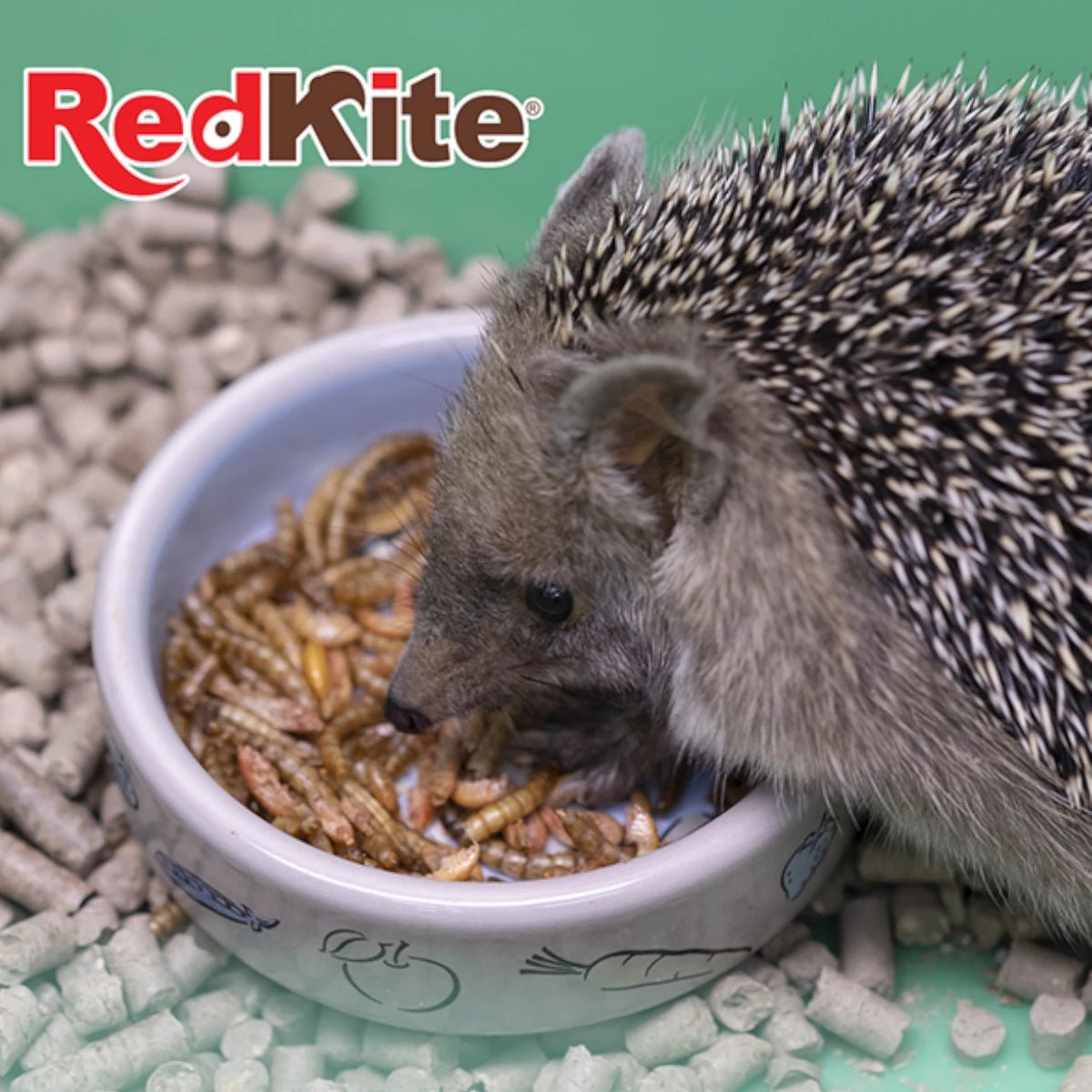 Un erizo de tierra doméstico comiendo insectos deshidratados de un tazón blanco con dibujos, mostrando el uso del Mix de Insectos RedKite para pequeños mamíferos insectívoros en Kamalitas.
