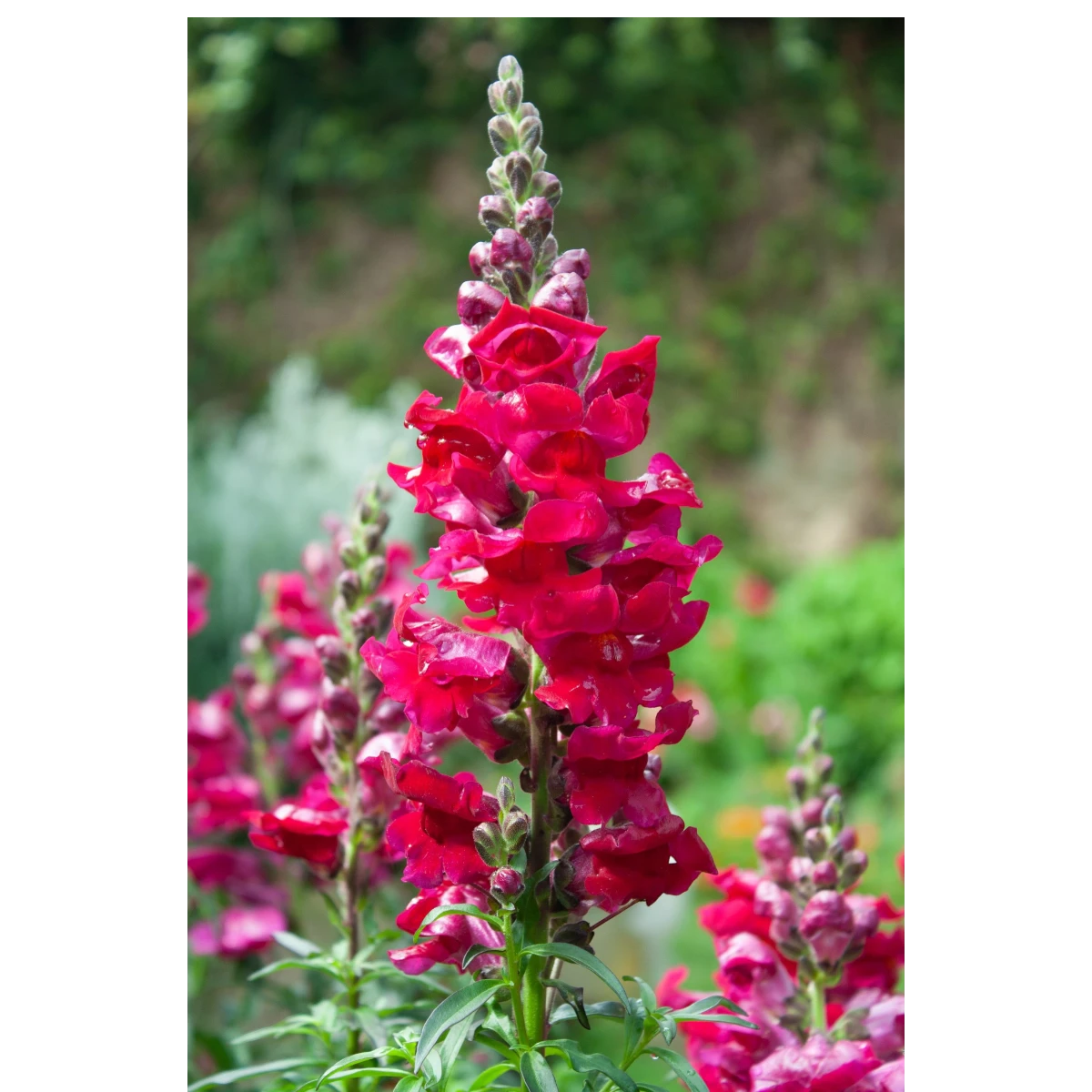 Flores rojas de perritos gigantes en plena floración listas para decorar.
