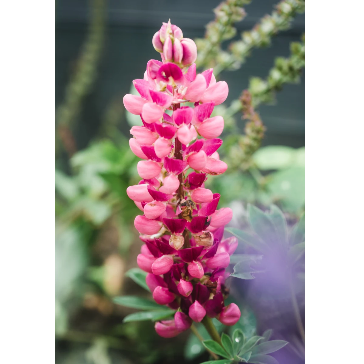 Varas altas de flores Antirrhinum de color rosa vibrante.