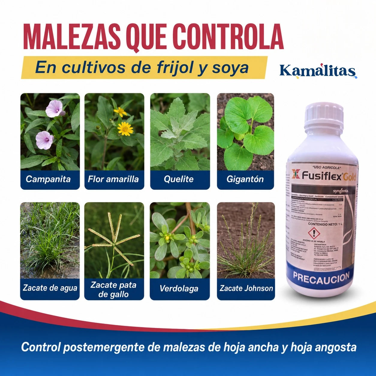 Malezas que controla Fusiflex Gold en frijol y soya, como campanita, quelite, gigantón, verdolaga y zacate Johnson