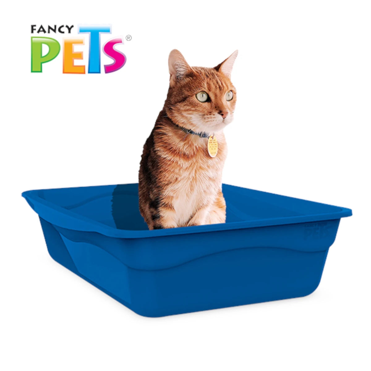 Gato doméstico utilizando el arenero amplio de Fancy Pets, demostrando el espacio confortable y la altura ideal para el acceso de la mascota.