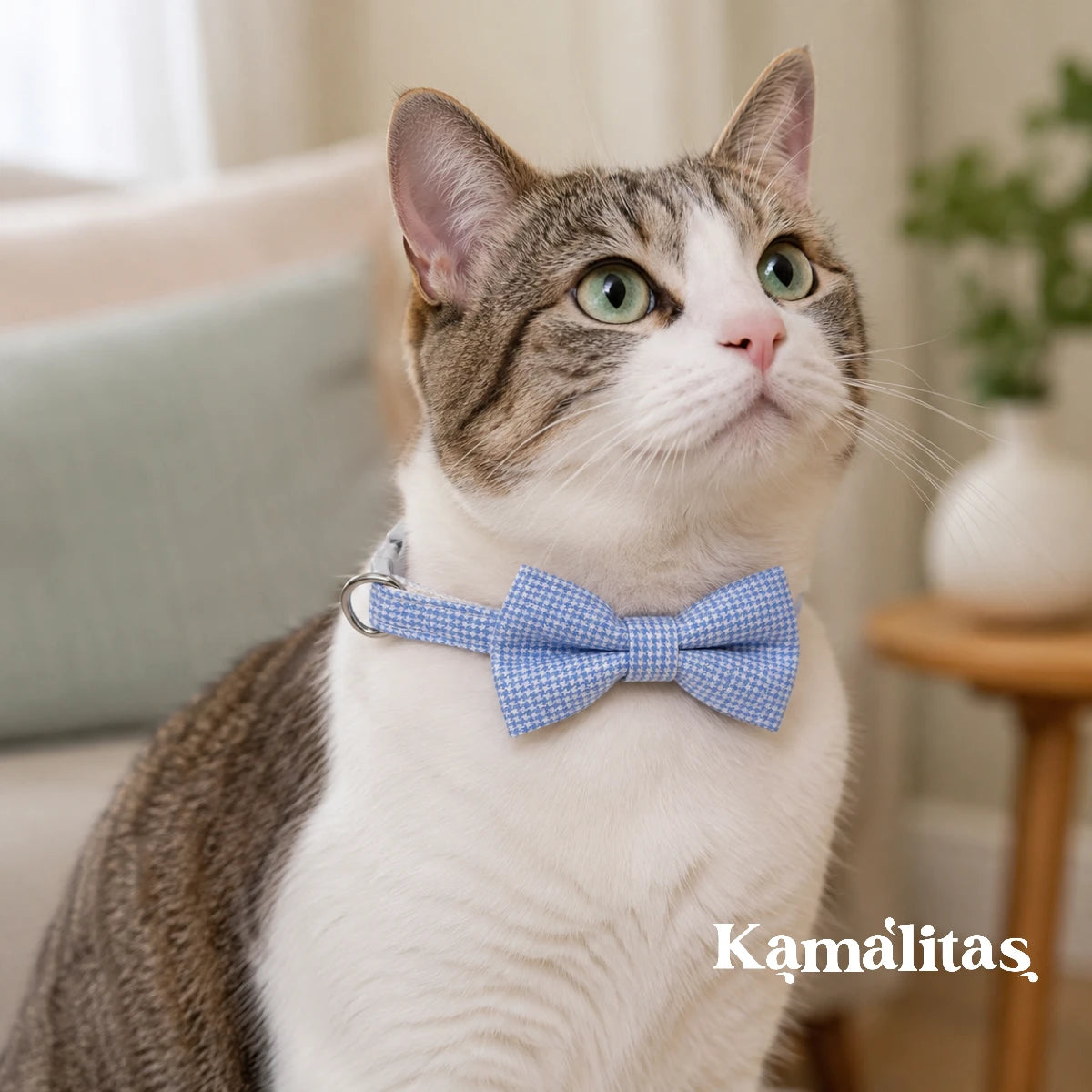 Gato usando collar con moño azul, diseño elegante y cómodo para gatos con medida de cuello de 18 a 24 cm, disponible en Kamalitas.