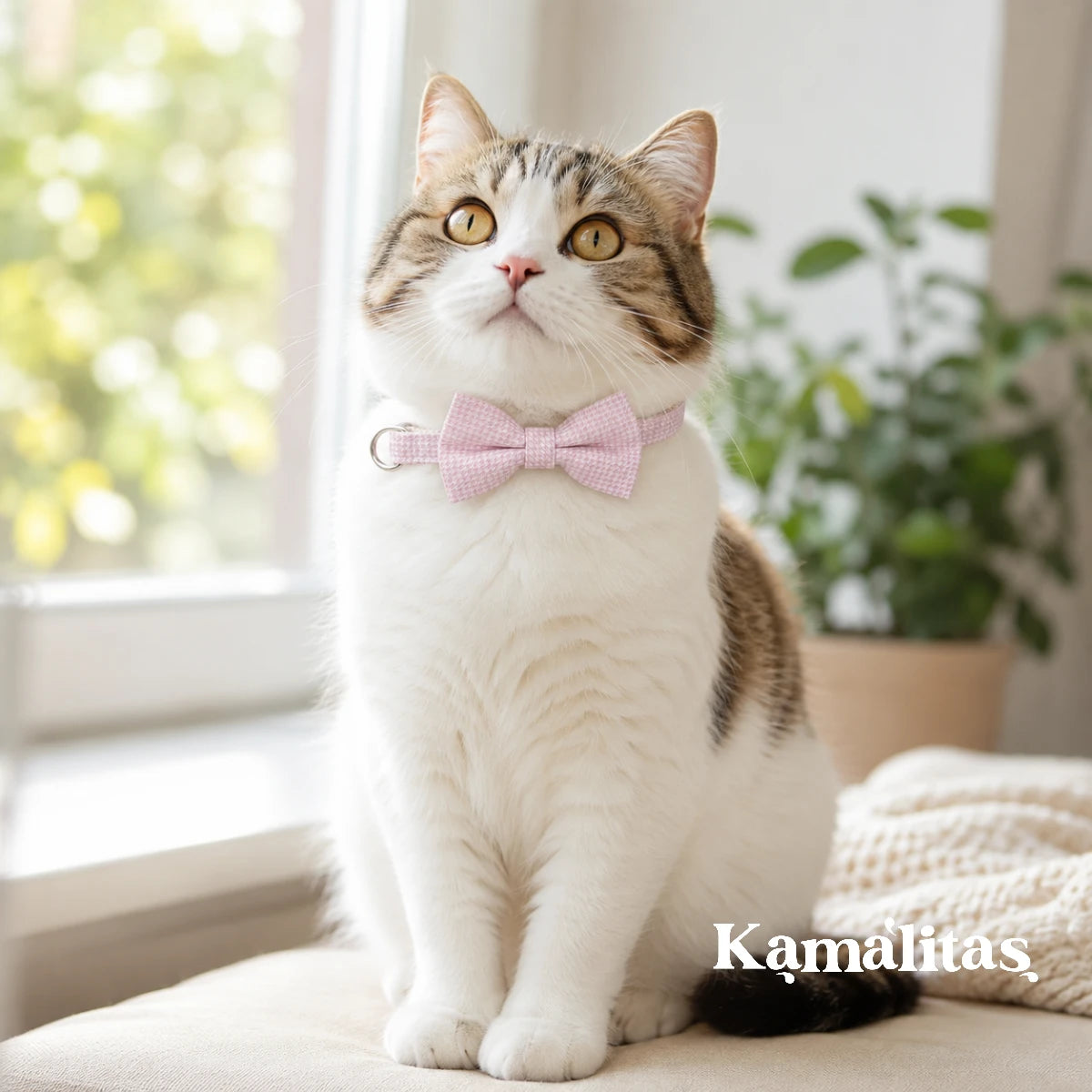 Gato usando collar con moño rosa, accesorio ajustable de tela para gatos y perros pequeños con broche de liberación rápida, disponible en Kamalitas.