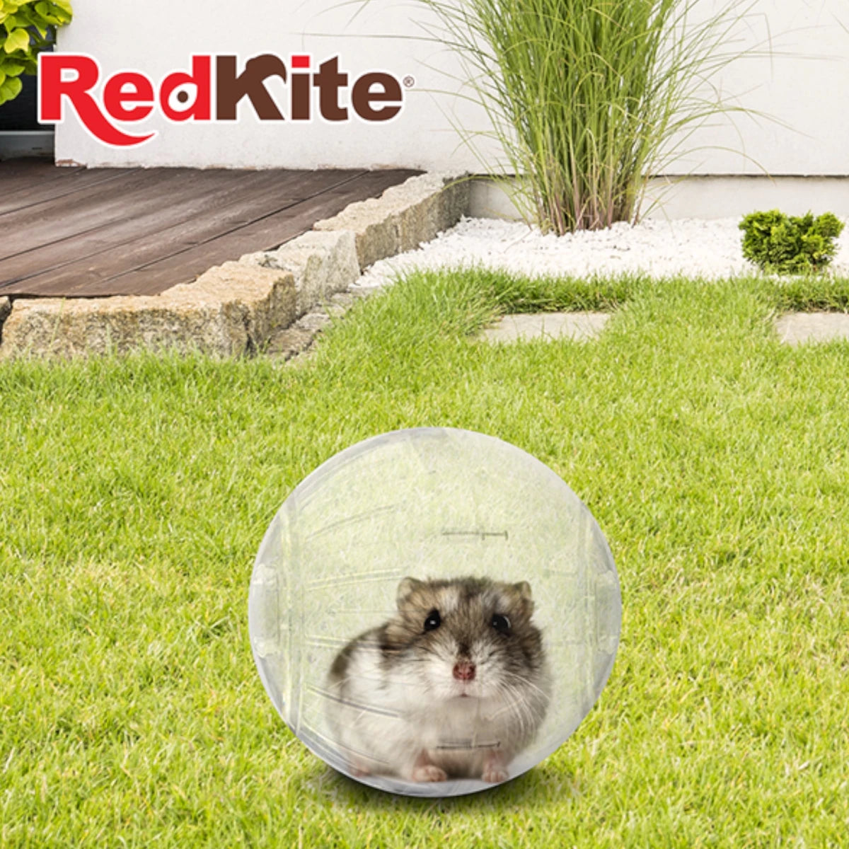 Hámster enano Ruso explorando dentro de la esfera ejercitadora chica de 12 cm, ideal para pequeños roedores domésticos.