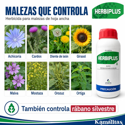 Malezas de hoja ancha que controla Herbiplus, incluyendo achicoria, cardos, diente de león, malva, mostaza, ortiga y rábano silvestre